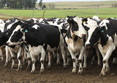 Brucelosis bovina: Plazos para la determinación obligatoria del estatus sanitario