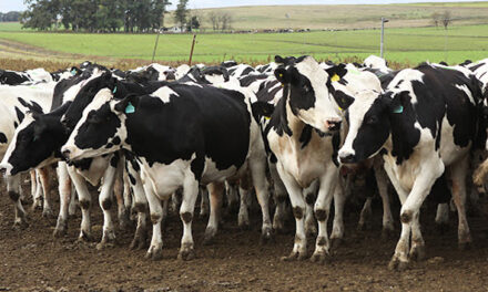 Brucelosis bovina: Plazos para la determinación obligatoria del estatus sanitario
