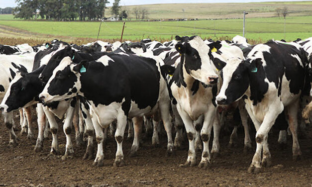 Brucelosis bovina: Plazos para la determinación obligatoria del estatus sanitario