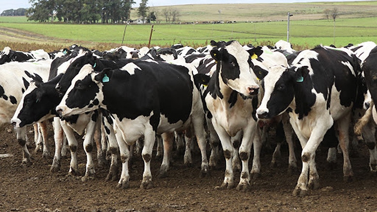Brucelosis bovina: Plazos para la determinación obligatoria del estatus sanitario