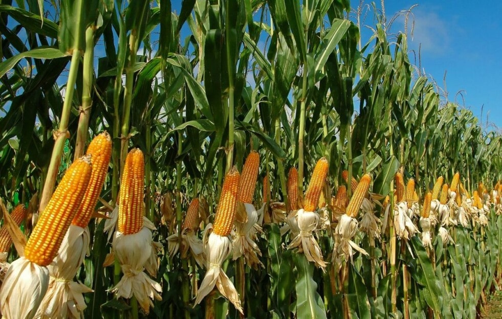 Agricultura suma nuevas herramientas para el monitoreo de cultivos de sorgo y maíz