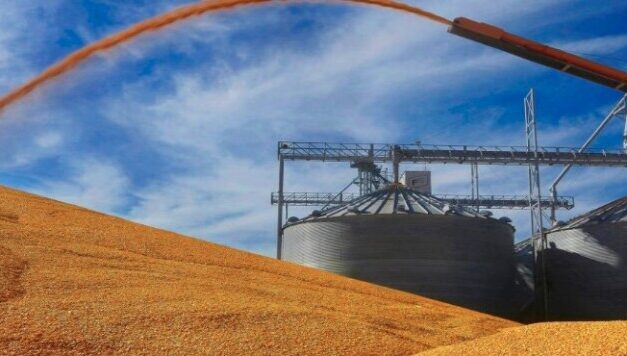 El maíz atravesado por demoras en la cosecha y la bajante del río