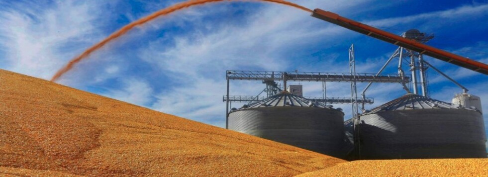El maíz atravesado por demoras en la cosecha y la bajante del río