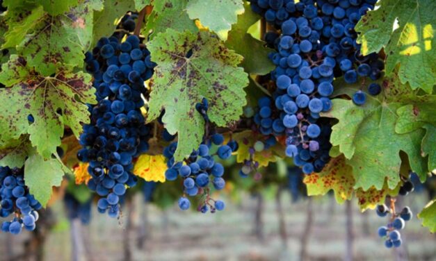 Se abre la inscripción en el SMI para productores de uva en fresco de Mendoza y San Juan