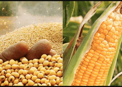 Caen los embarques de maíz y derivados de soja durante junio