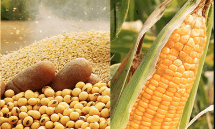 El Gobierno confirmó que no estudia subir retenciones al maíz, la soja y el trigo