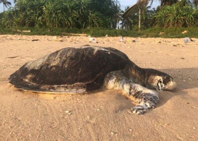 Más de Cien de tortugas muertas, el impacto ecológico del incendio del buque carguero X-Press Pearl,