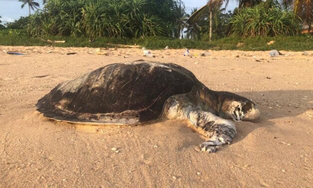 Más de Cien de tortugas muertas, el impacto ecológico del incendio del buque carguero X-Press Pearl,