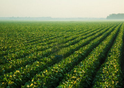 Nueva ficha técnica de la actividad yerbatera y del cultivo de té