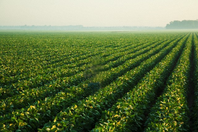 Misiones: la cadena productiva de té acordó para la próxima zafra incrementos del 50%