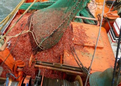 Langostino, el recurso que marcó las exportaciones pesqueras de Santa Cruz