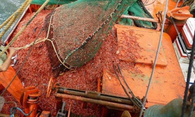 La industria del langostino al límite: plantas de frío al borde de su capacidad y faltan contenedores “reefer”
