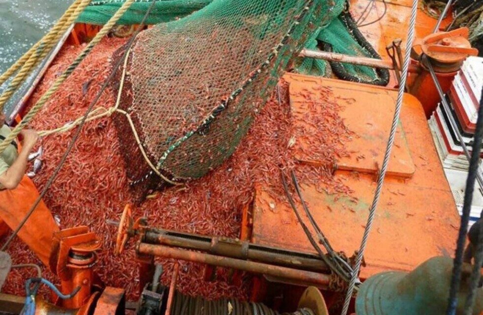 Langostino, el recurso que marcó las exportaciones pesqueras de Santa Cruz