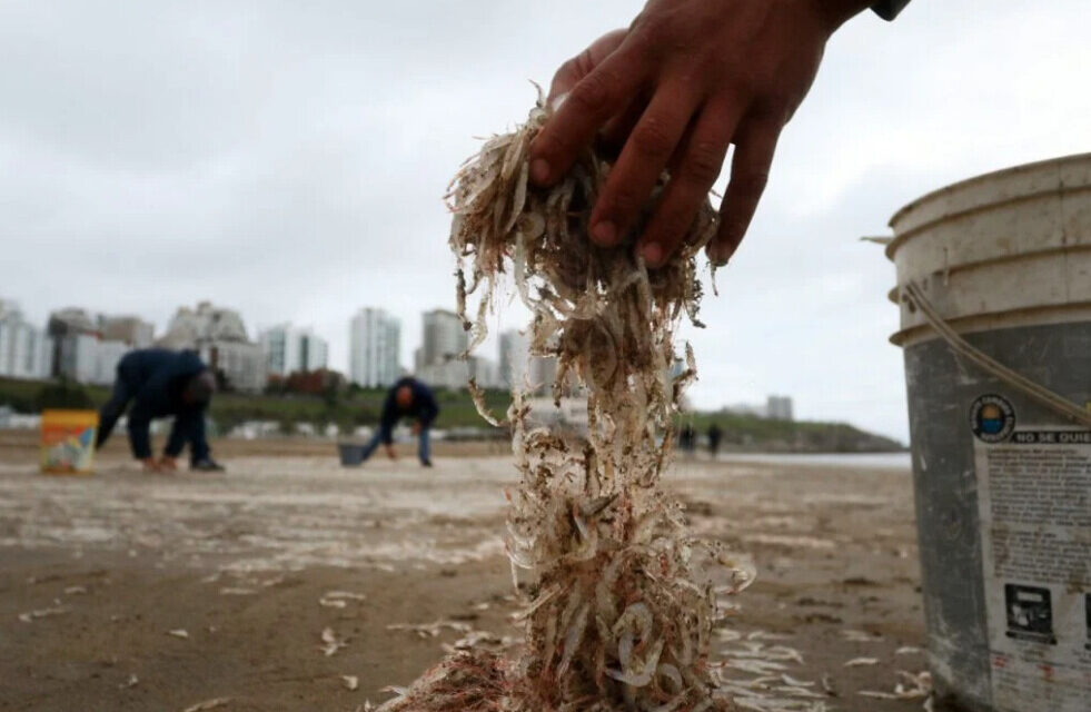 Cuál es la explicación de la arribazón de peisos petrunkevetchi en Playa Grande