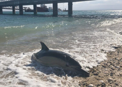 San Antonio Este: 15 delfines aparecieron muertos en el puerto