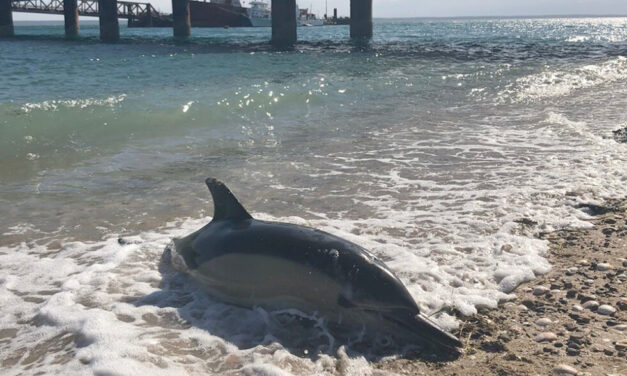 San Antonio Este: 15 delfines aparecieron muertos en el puerto