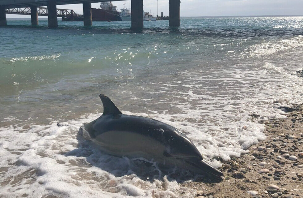 San Antonio Este: 15 delfines aparecieron muertos en el puerto