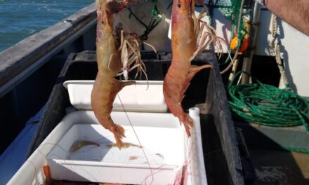 Se realizan estudios poblacionales y ecosistémicos de langostino bonaerense