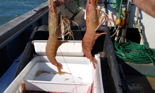 Se realizan estudios poblacionales y ecosistémicos de langostino bonaerense