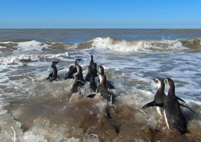 Devolvieron al mar a 14 pingüinos magallánicos rescatados en la costa bonaerense