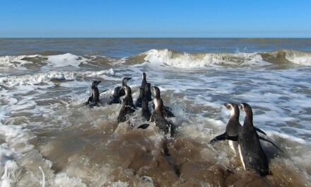 Devolvieron al mar a 14 pingüinos magallánicos rescatados en la costa bonaerense