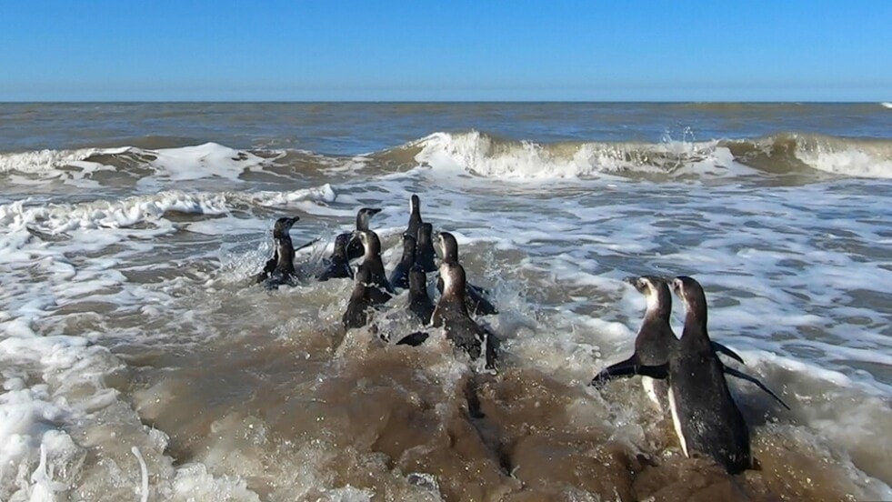 Devolvieron al mar a 14 pingüinos magallánicos rescatados en la costa bonaerense