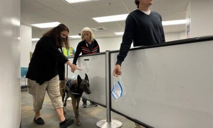 Cómo operan los perros que detectan Coronavirus en el aeropuerto de Miami