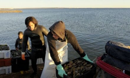 Chubut: Veda de captura de productos bivalvos en Riacho San José y Playa Bengoa
