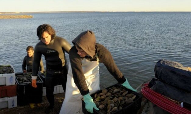 Chubut: Veda de captura de productos bivalvos en Riacho San José y Playa Bengoa