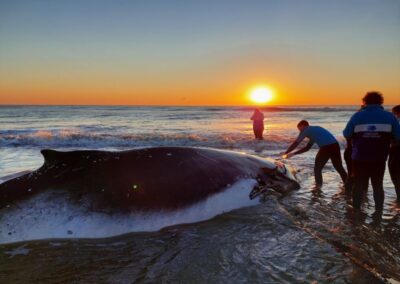 En menos de 48 horas logran salvar a dos ballenas varadas en la costa bonaerense