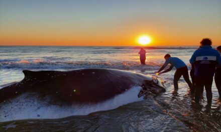 En menos de 48 horas logran salvar a dos ballenas varadas en la costa bonaerense