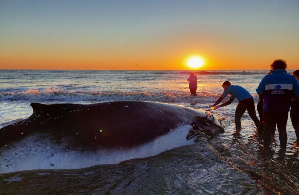 En menos de 48 horas logran salvar a dos ballenas varadas en la costa bonaerense