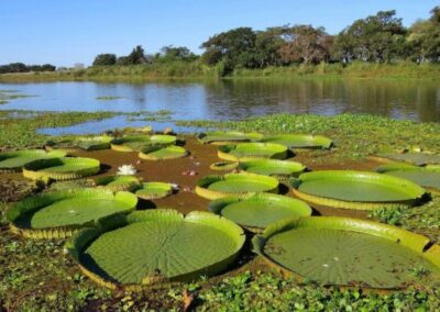 Argentina, entre los 30 países clave para recuperar la biodiversidad del planeta