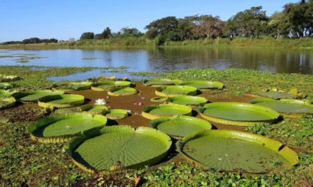 Argentina, entre los 30 países clave para recuperar la biodiversidad del planeta