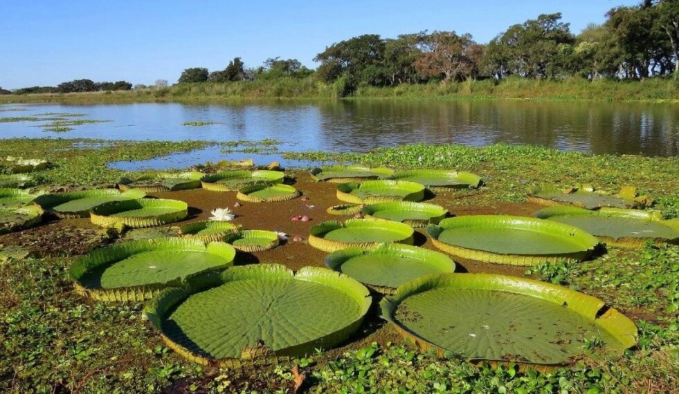 Argentina, entre los 30 países clave para recuperar la biodiversidad del planeta