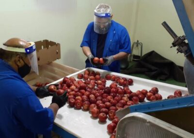 Inscripción de empaques y frigoríficos de frutas frescas en Protocolos de exportación