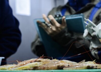 Se puso en marcha el relevamiento de langostino en el Golfo San Jorge, aguas nacionales y litoral de Chubut