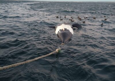 Prefectura Naval remolcó la ballena muerta que apareció en las costas de Madryn
