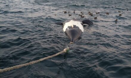 Prefectura Naval remolcó la ballena muerta que apareció en las costas de Madryn