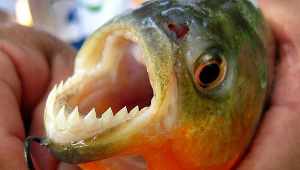 Ataque de palometas en el Paraná deja heridas a más de 30 personas