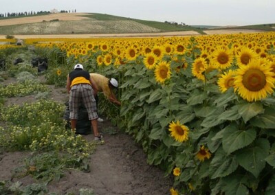 Crece el consumo mundial de aceite de girasol