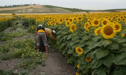 Crece el consumo mundial de aceite de girasol