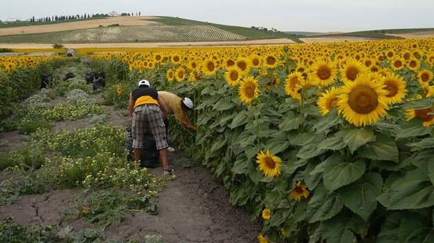 Crece el consumo mundial de aceite de girasol