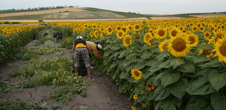 Crece el consumo mundial de aceite de girasol