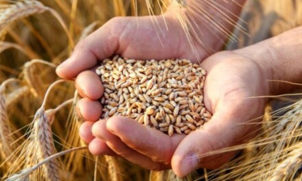 Los stocks comerciales de trigo llegan a su máximo nivel en la historia