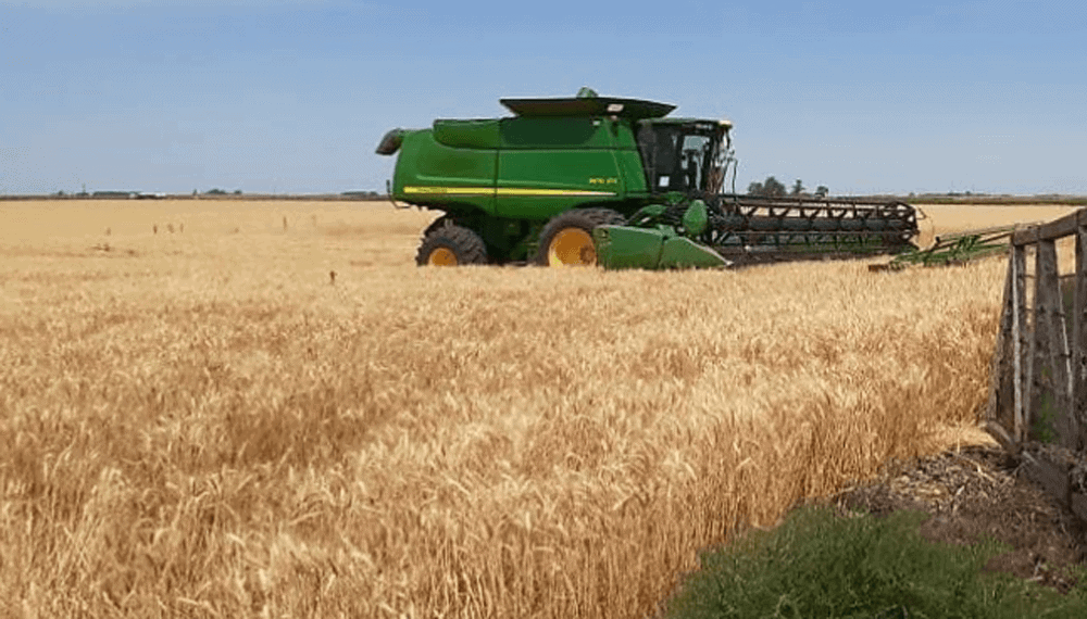 Logística de transporte del trigo en Argentina