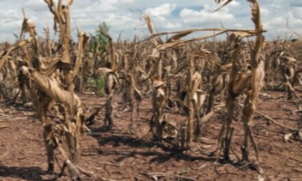 A la fecha, la sequía 2021/22 les costará a los productores agropecuarios US$ 2.930 millones