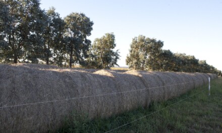Primera exportación a China de fardos de alfalfa producidos en Santiago del Estero