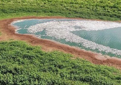 Miles de peces muertos en el río Paraná