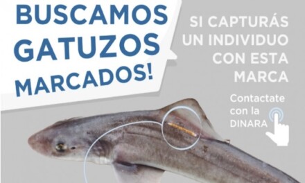 El INIDEP finalizó una nueva etapa del plan de marcación de gatuzo